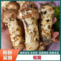 香格里拉松茸，一件代发，全国发货，顺丰包邮！