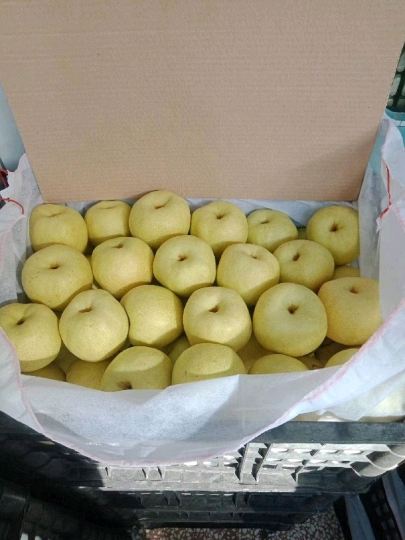山西双油纸袋贡梨蜜梨酥梨产地直发品质保证量大从优