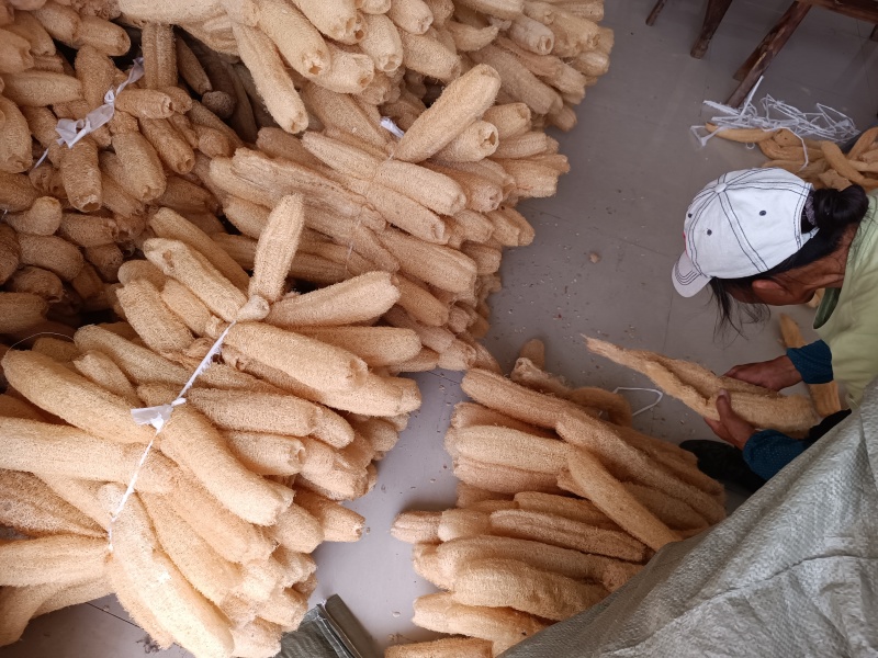 丝瓜络种植，自产自销