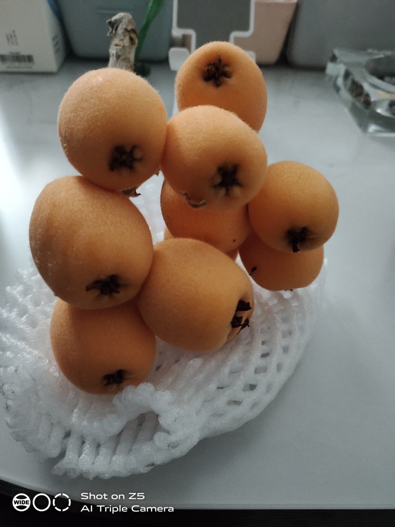 云南高山枇杷，长虹枇杷，五星枇杷，大叶子枇杷，散果，坨果