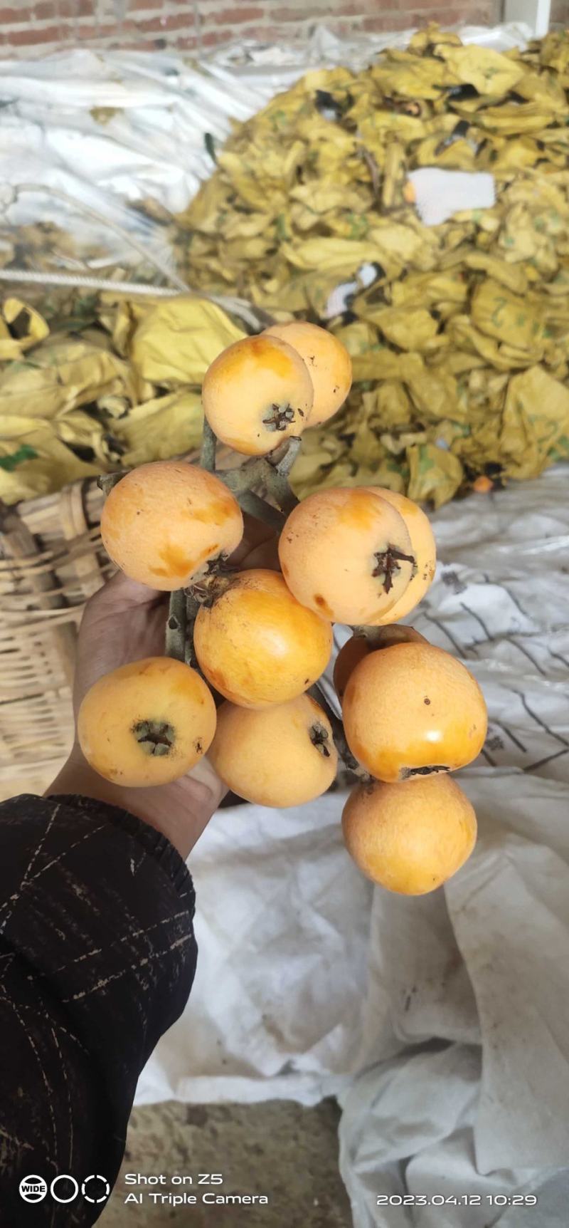 云南高山枇杷，长虹枇杷，五星枇杷，大叶子枇杷，散果，坨果