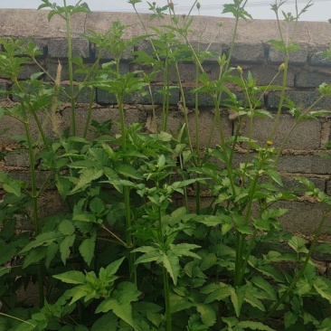 野生鬼针草