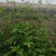 野生鬼针草