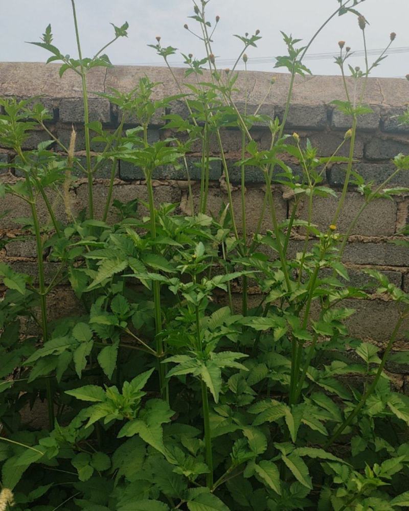 野生鬼针草