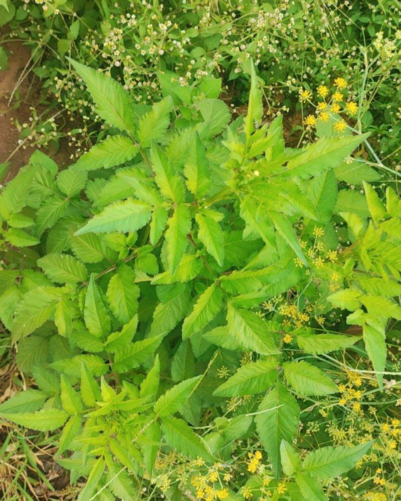 野生鬼针草