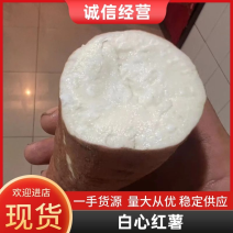 白哈密板栗薯白红薯自己种的欢迎老板前来选购