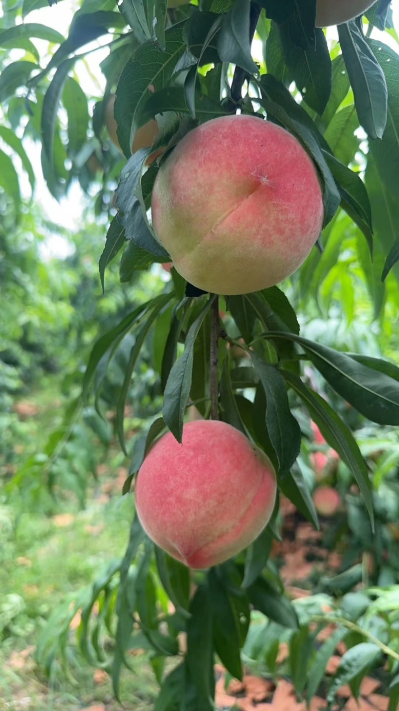 寒露蜜水蜜桃，果型漂亮，口感香甜，适合南北客户的需求