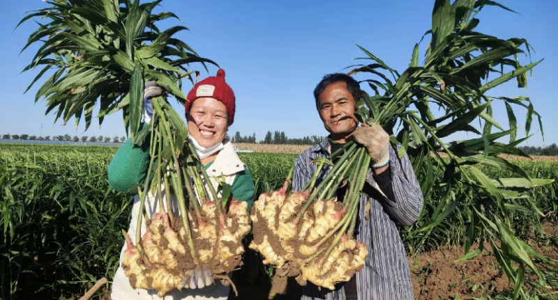 安徽-【保质保量一手货源】（沙土姜/水洗姜/烘干姜）