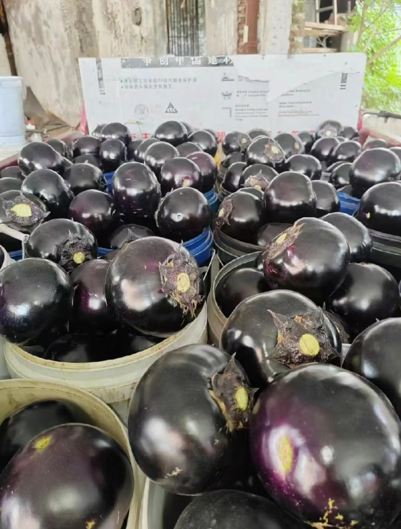 山东聊城莘县紫光圆茄，产地直发，量大从优，欢迎来电咨询