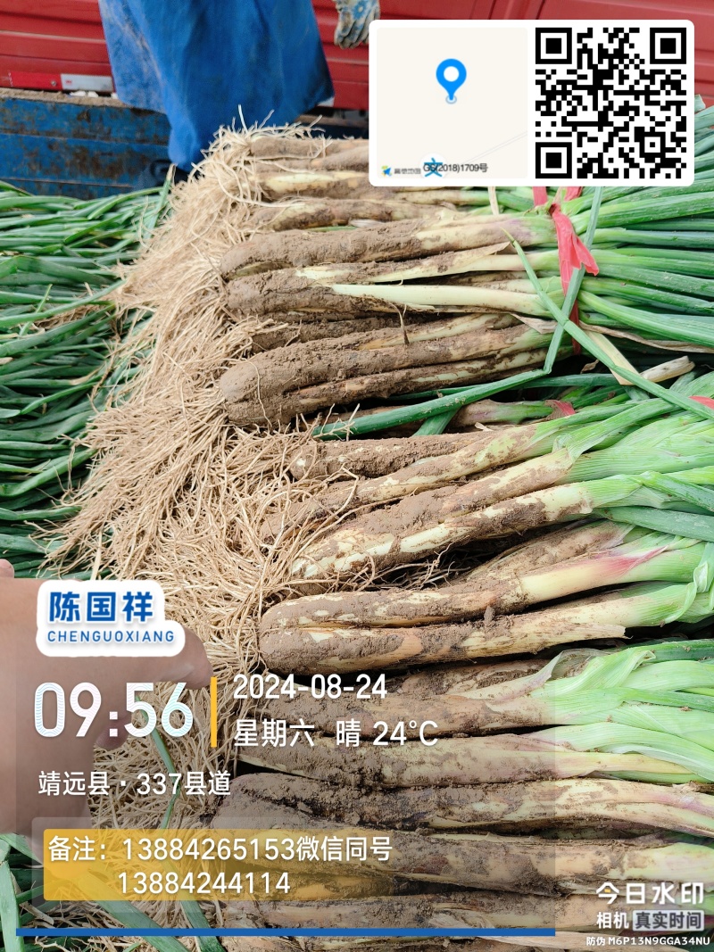 【热卖】甘肃红葱，杆子粗味道浓品质保证欢迎视频看货来电选