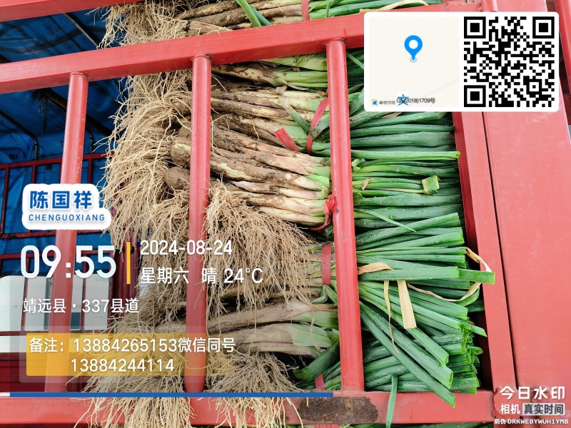 【热卖】甘肃红葱，杆子粗味道浓品质保证欢迎视频看货来电选