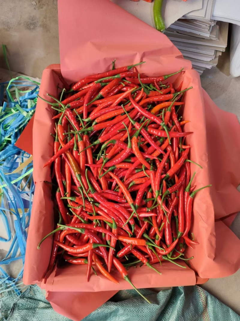 精品云南小米辣一手货源量大从优质量保证可视频看货