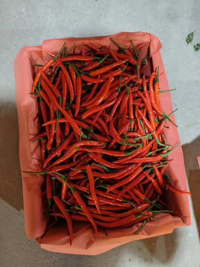 精品云南小米辣一手货源量大从优质量保证可视频看货