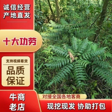 （精品）十大功劳现挖现卖视频看货有需要的老板速度下单咯
