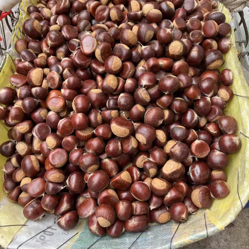 精品板栗，优质油栗，粒粒饱满，口感醇厚，香甜糯黄