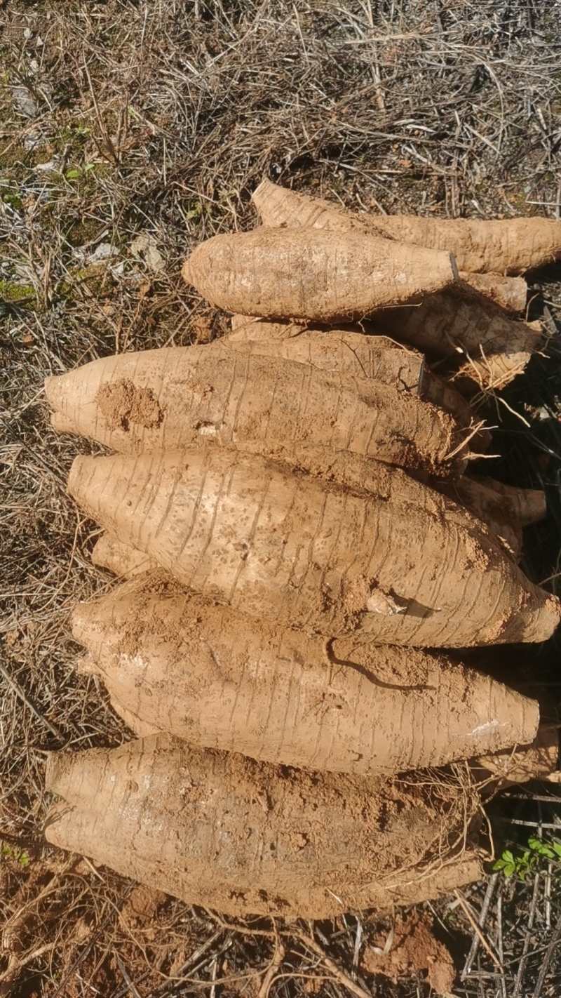 葛根，精品葛根，鲜葛根，粉葛根产地直供葛根，葛根种植基地