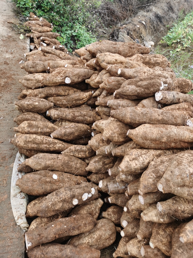 葛根，精品葛根，鲜葛根，粉葛根产地直供葛根，葛根种植基地