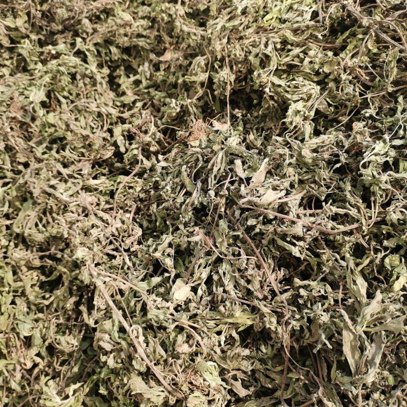 旱莲草