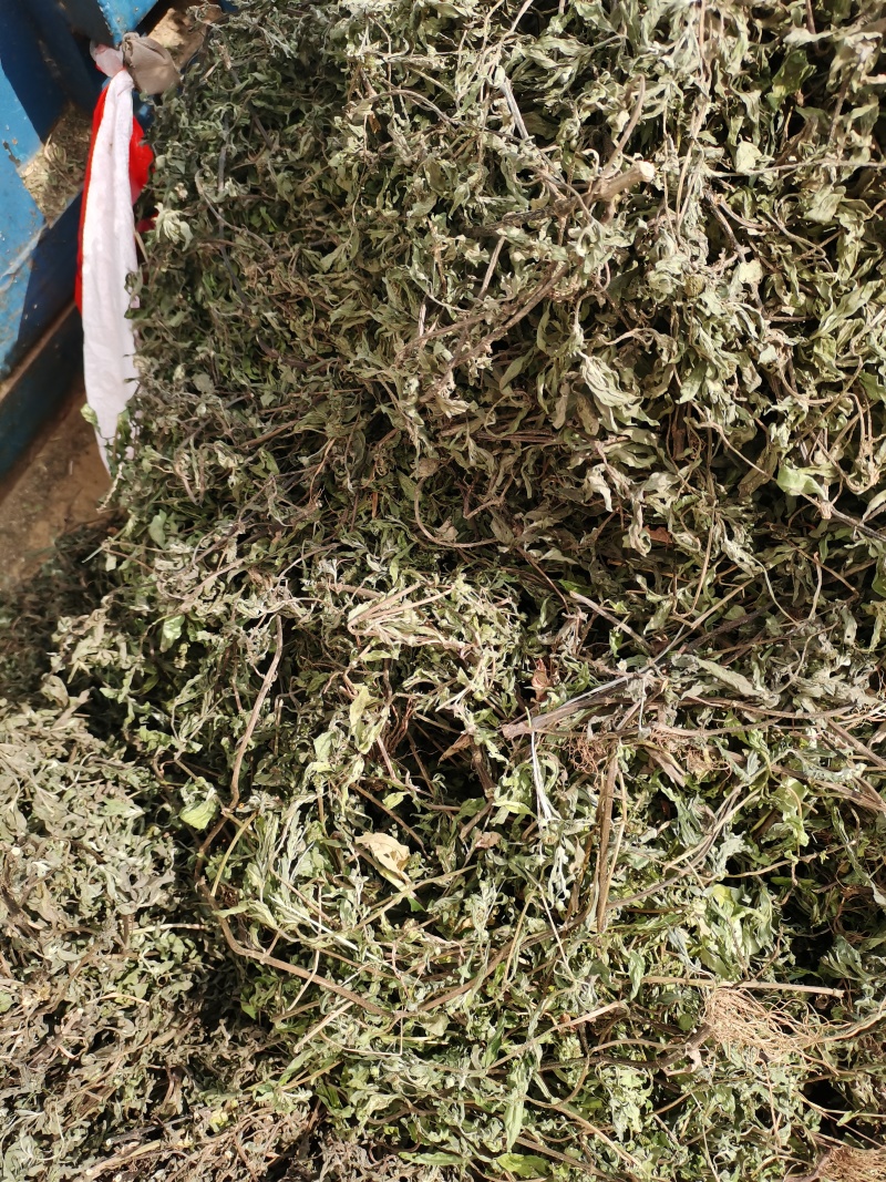 旱莲草