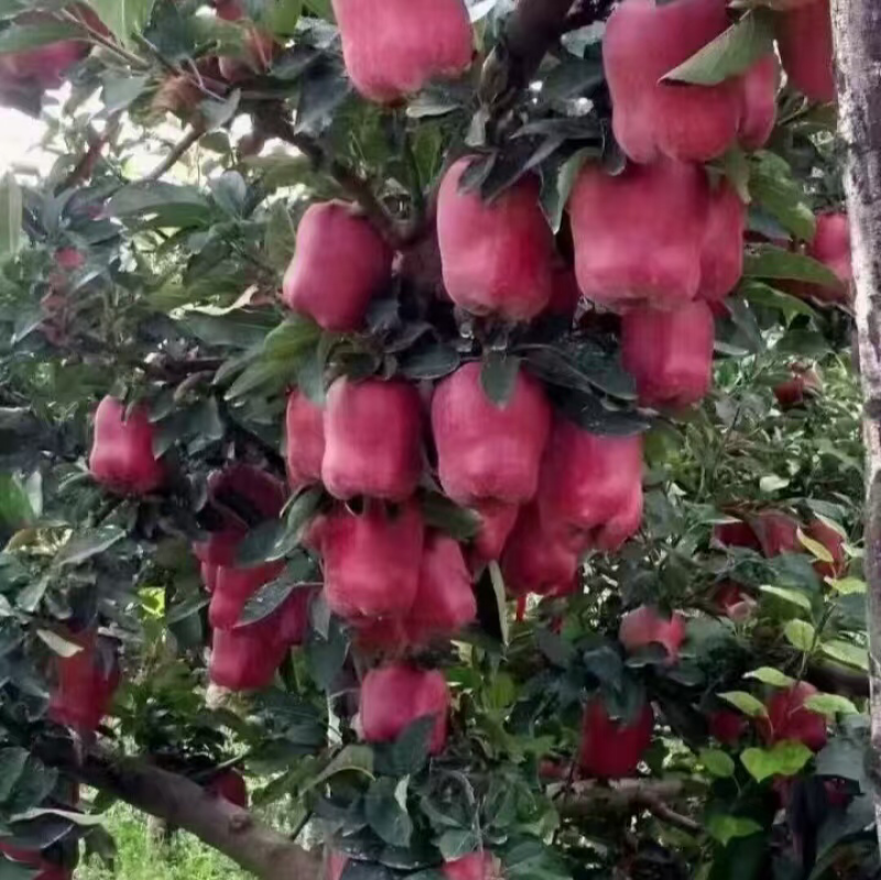 花牛苹果