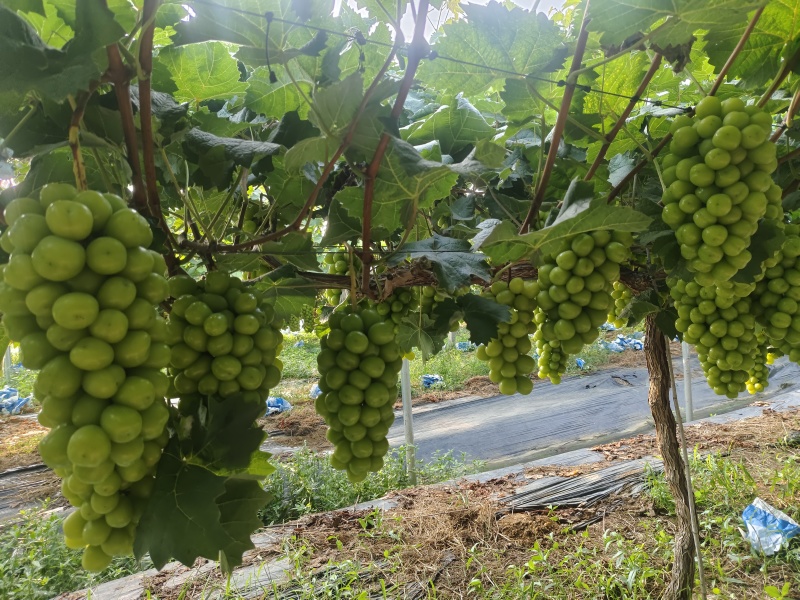 阳光玫瑰