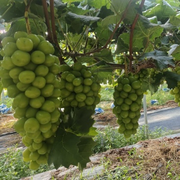 阳光玫瑰