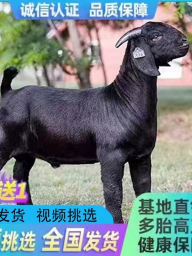 纯种努比亚黑山羊种公羊黑山羊小羊活苗黑山羊怀孕母羊黑山羊
