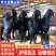 纯种努比亚黑山羊种公羊黑山羊小羊活苗黑山羊怀孕母羊黑山羊
