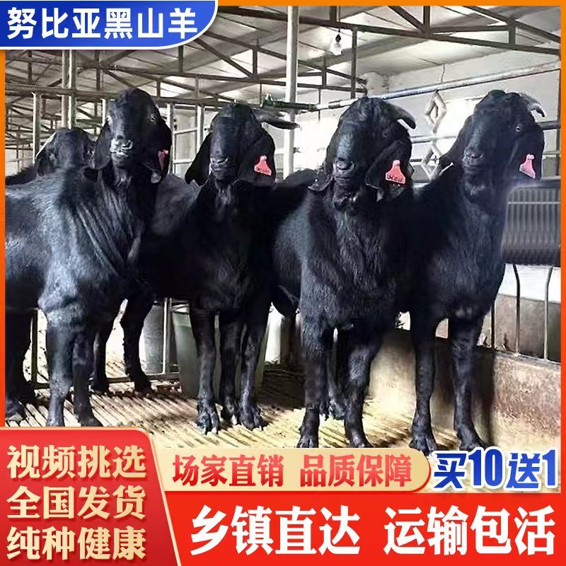纯种努比亚黑山羊种公羊黑山羊小羊活苗黑山羊怀孕母羊黑山羊