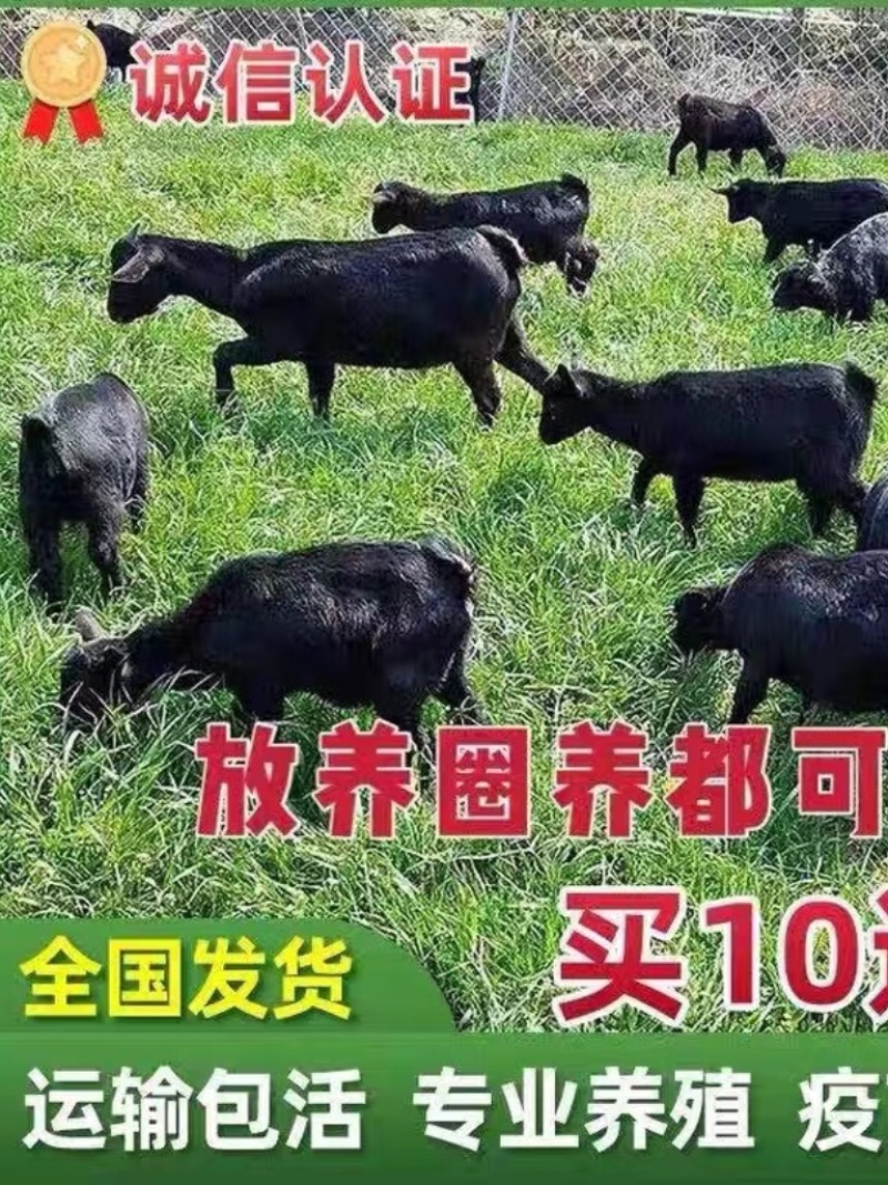 纯种努比亚黑山羊种公羊黑山羊小羊活苗黑山羊怀孕母羊黑山羊