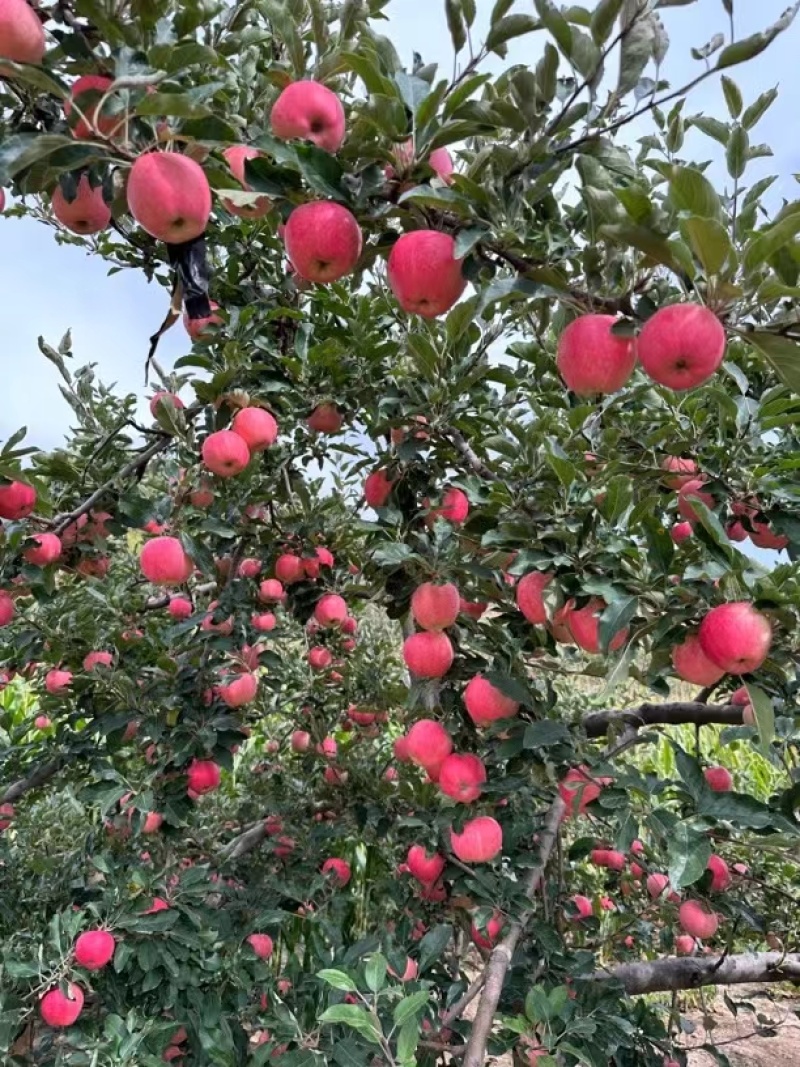 静宁苹果，支持一件代发，顺丰包邮