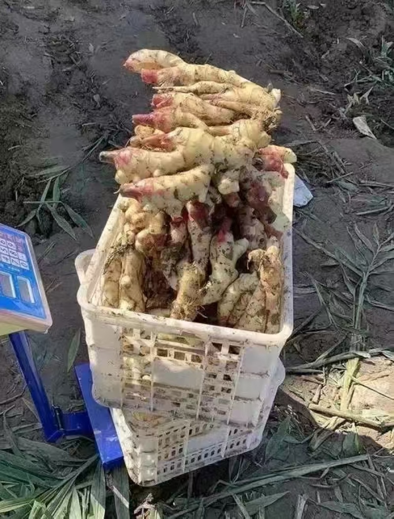河北【精品-红芽大黄姜】沙土姜/水洗姜/风干姜/坏烂包赔