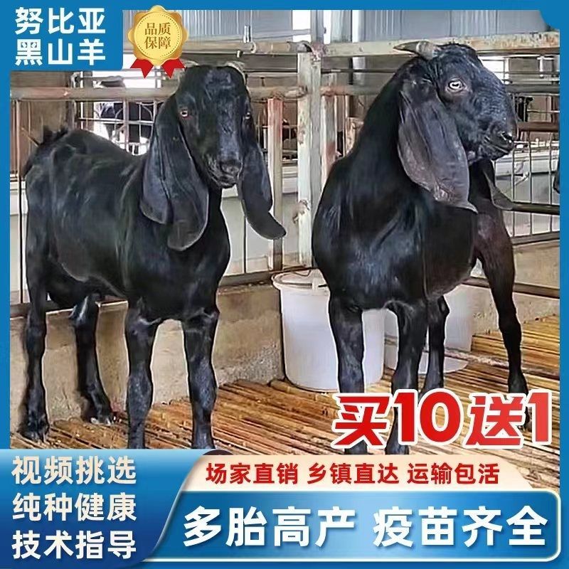 纯种努比亚黑山羊小羊黑山羊羊黑山羊怀孕母羊