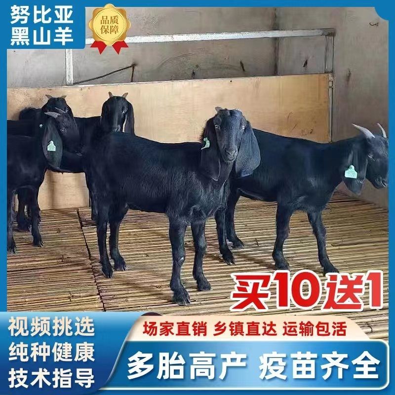 纯种努比亚黑山羊小羊黑山羊羊黑山羊怀孕母羊