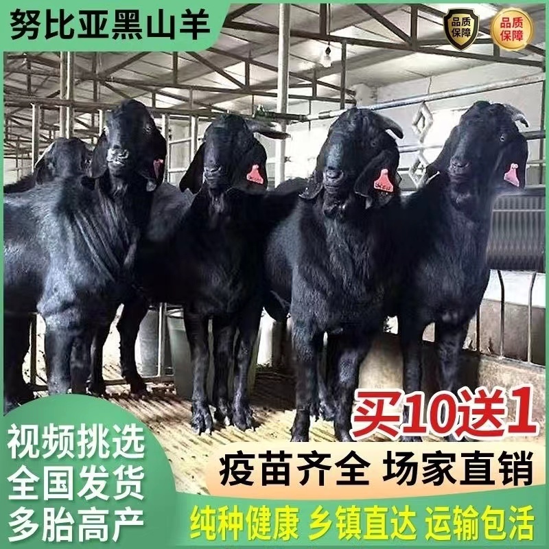 纯种努比亚黑山羊小羊黑山羊羊黑山羊怀孕母羊