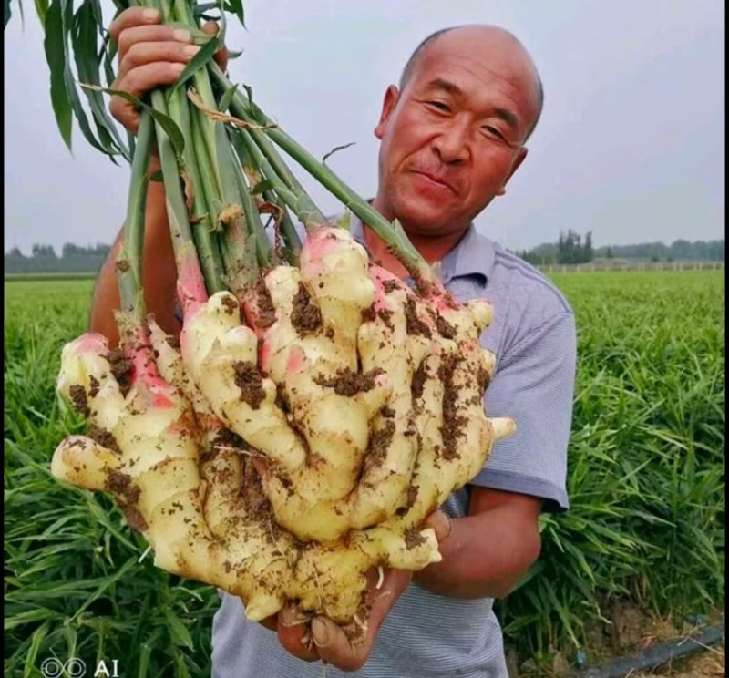 河南【精品-红芽大黄姜】沙土姜/水洗姜/风干姜/坏烂包赔