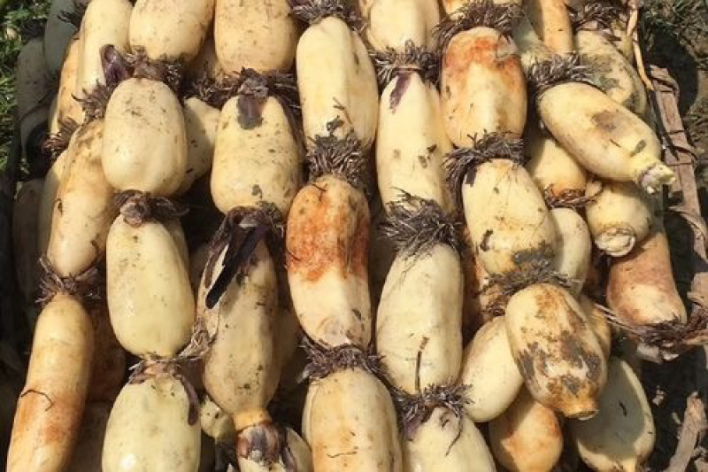 优选咸宁白莲藕泡沫箱保鲜冷藏保质保量对接商超市场