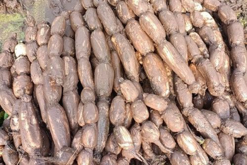 优选咸宁白莲藕泡沫箱保鲜冷藏保质保量对接商超市场