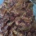碎肉驴肉一手货源，规格齐全，量大价优，可视频看货发全国