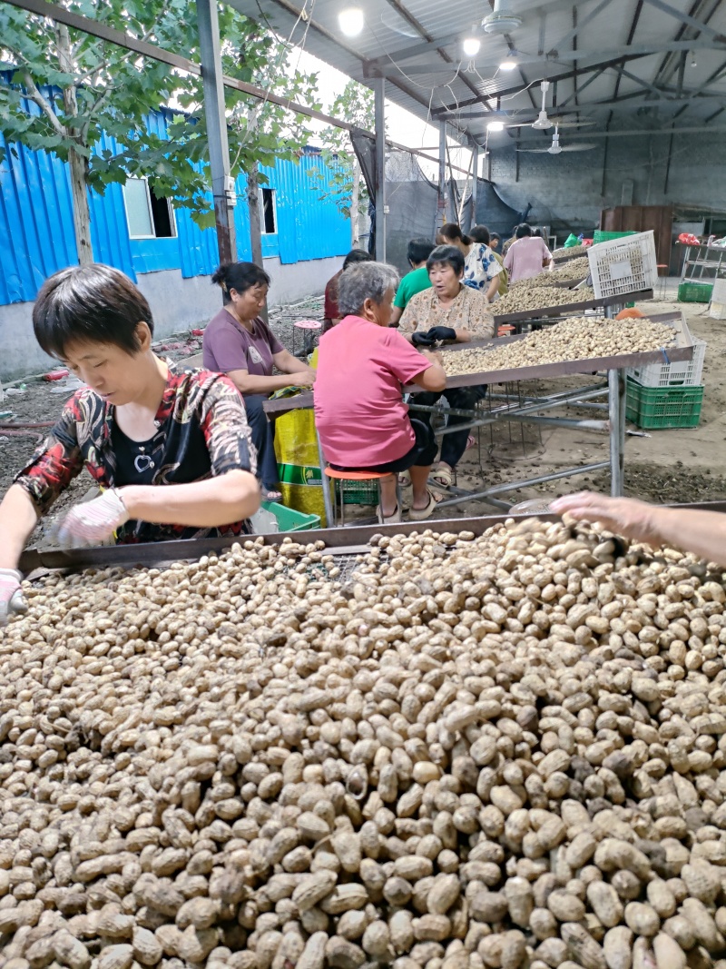 新鲜湿花生大量上市，黑土地罗汉果，白沙果，产地直l发质量保证
