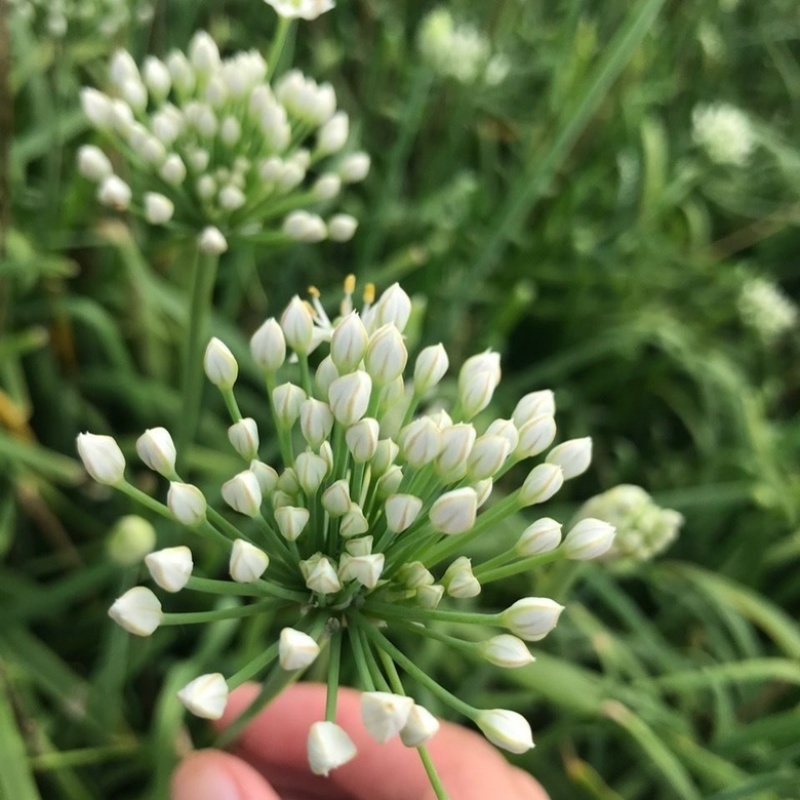 【韭菜花】