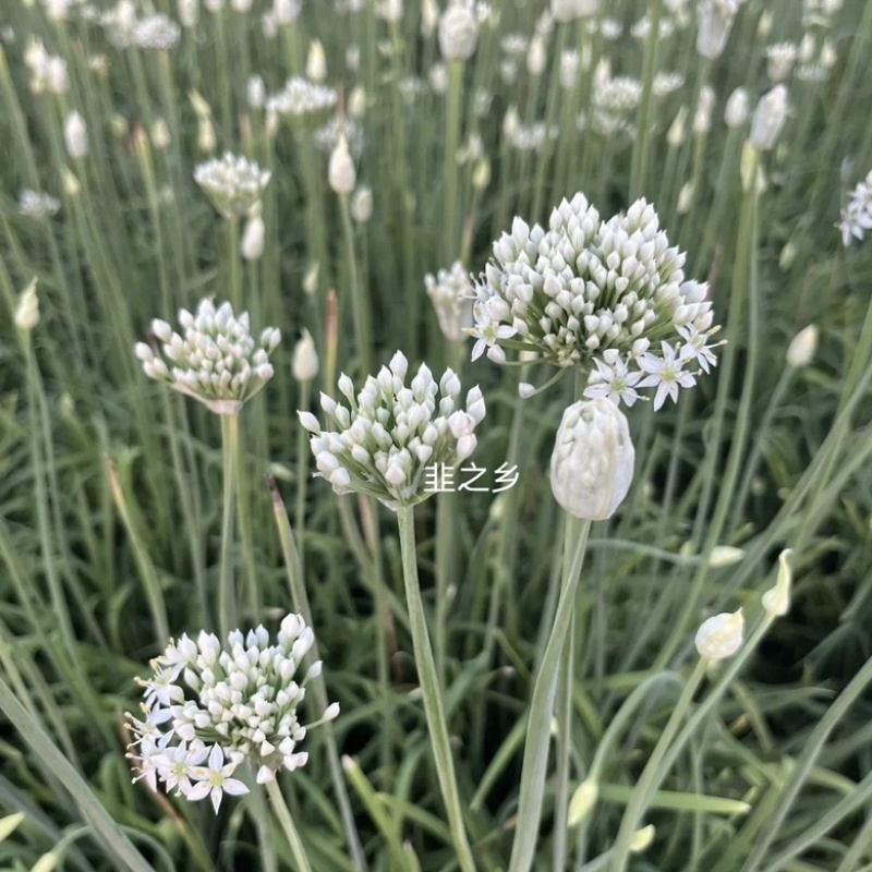 【韭菜花】