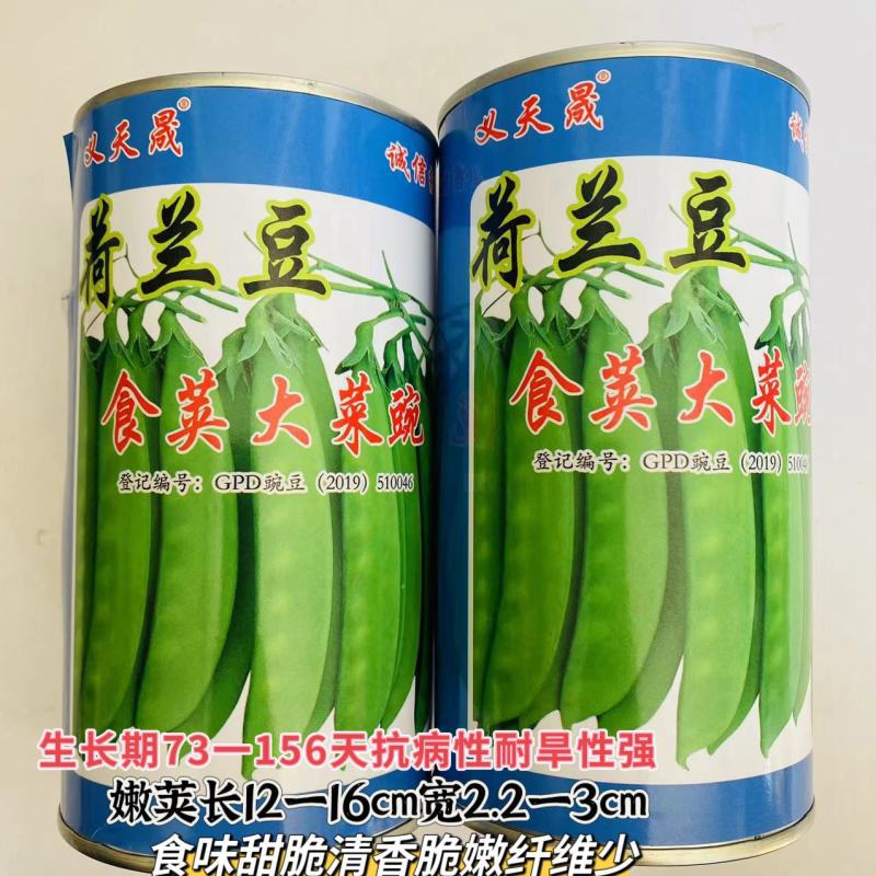 食荚大菜碗荷兰豆种子荚多白花大荚型早中熟抗病甜脆清香蔬菜