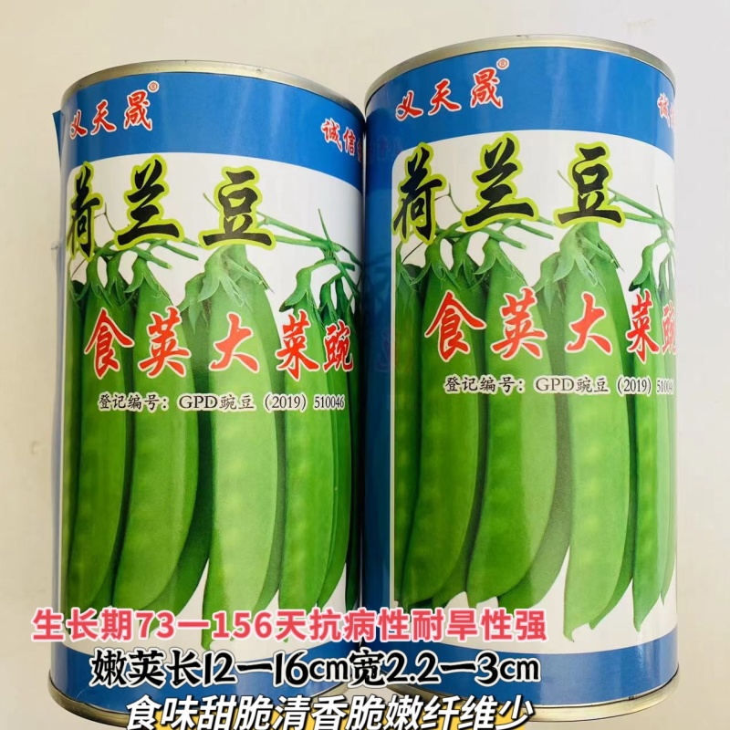 食荚大菜碗荷兰豆种子荚多白花大荚型早中熟抗病甜脆清香蔬菜