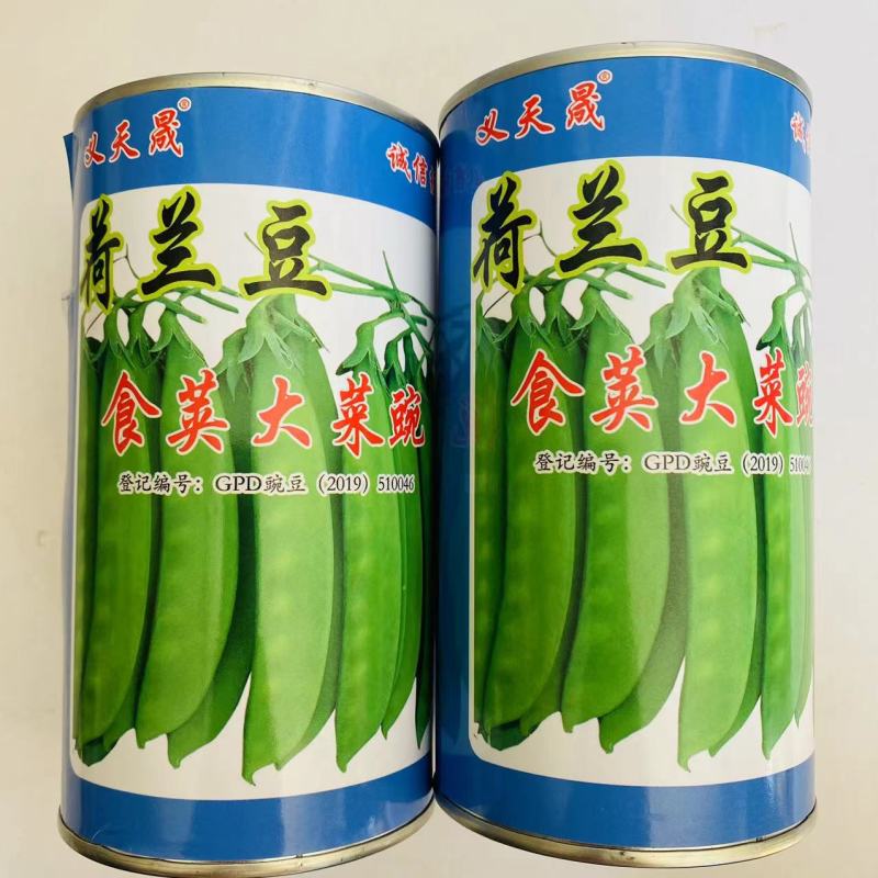 食荚大菜碗荷兰豆种子荚多白花大荚型早中熟抗病甜脆清香蔬菜