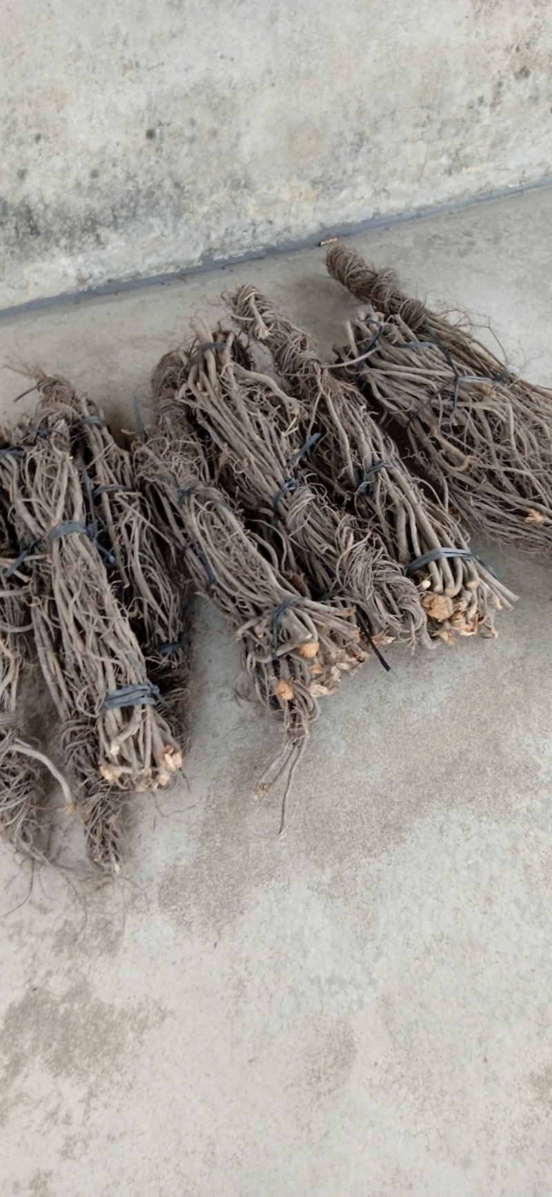 广东无头鱼藤根，鱼藤根鱼藤粉货源充足，品质优良，欢迎选购