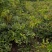 广东无头鱼藤根，鱼藤根鱼藤粉货源充足，品质优良，欢迎选购