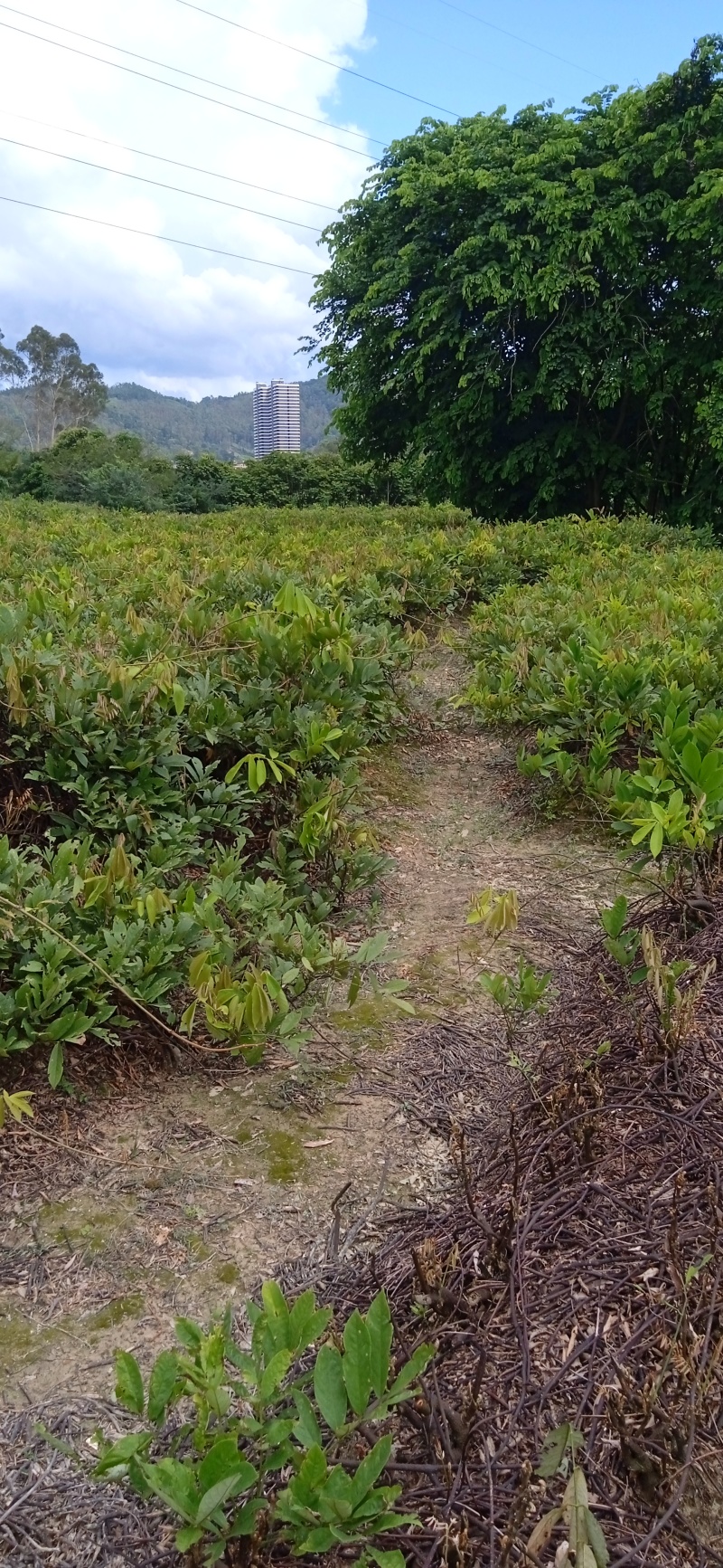 广东无头鱼藤根，鱼藤根鱼藤粉货源充足，品质优良，欢迎选购