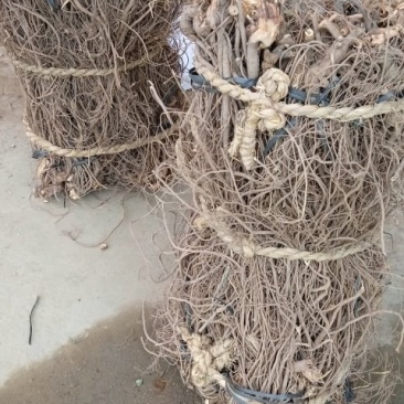 广东无头鱼藤根，鱼藤根鱼藤粉货源充足，品质优良，欢迎选购