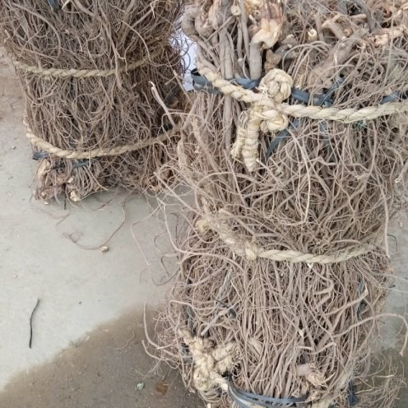 广东无头鱼藤根，鱼藤根鱼藤粉货源充足，品质优良，欢迎选购